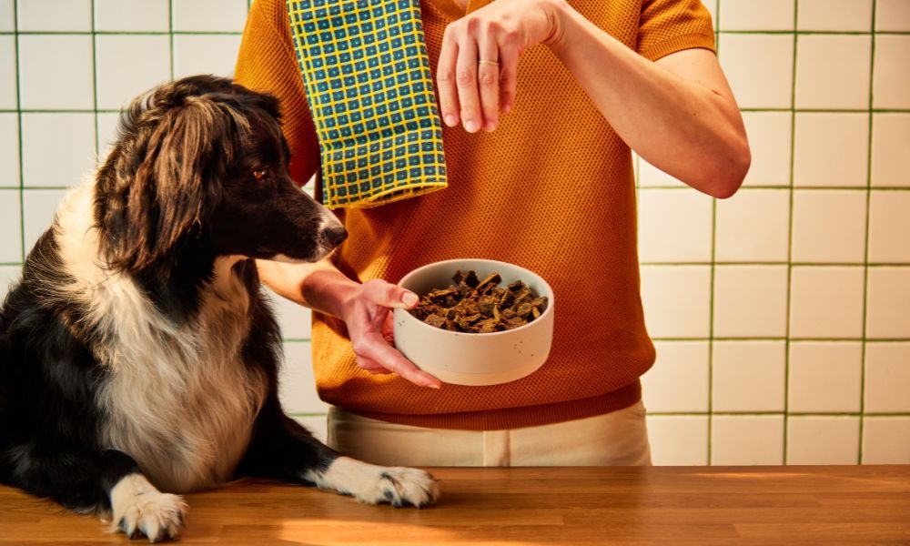 39 Dogs, 1 Clear Winner