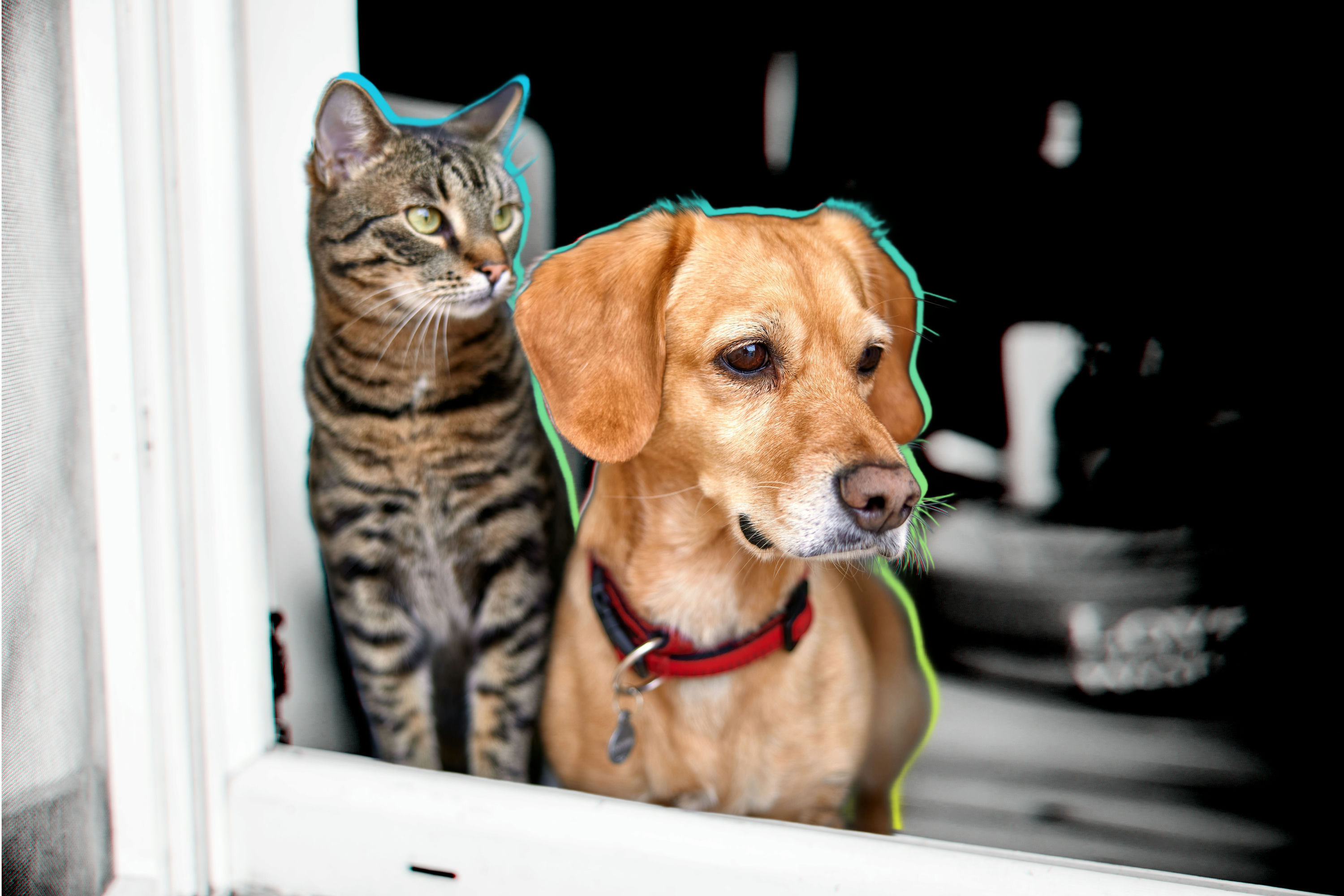 Money.com compared 2026's top-rated pet insurers